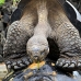 tortoise_galapagos_pa_v_0055_ecu2081.jpg